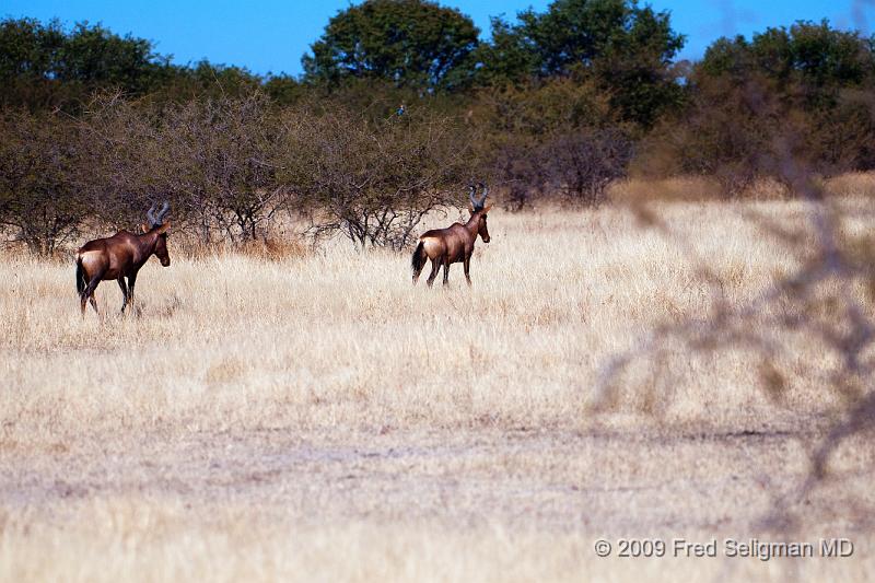 20090611_110556 D300 X1.jpg - The Tsessebe is a type of antelope seen at Etosha National Park, Namibia